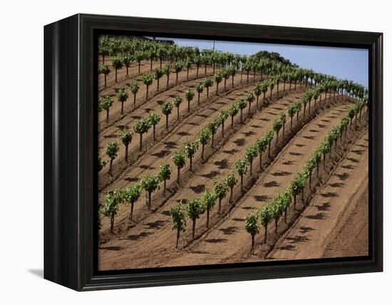 Vineyard, Napa Valley, California, USA-Doug Traverso-Framed Premier Image Canvas