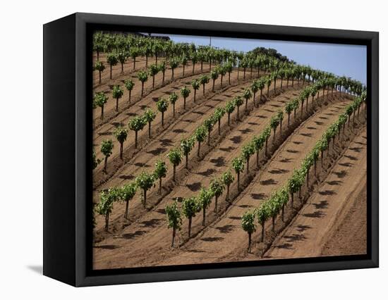 Vineyard, Napa Valley, California, USA-Doug Traverso-Framed Premier Image Canvas