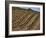 Vineyard, Napa Valley, California, USA-Doug Traverso-Framed Photographic Print