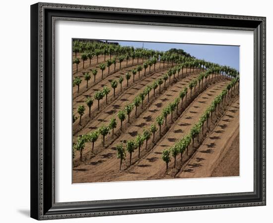 Vineyard, Napa Valley, California, USA-Doug Traverso-Framed Photographic Print