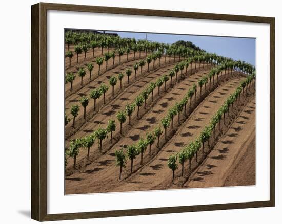 Vineyard, Napa Valley, California, USA-Doug Traverso-Framed Photographic Print