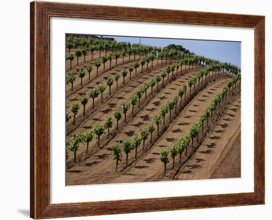 Vineyard, Napa Valley, California, USA-Doug Traverso-Framed Photographic Print