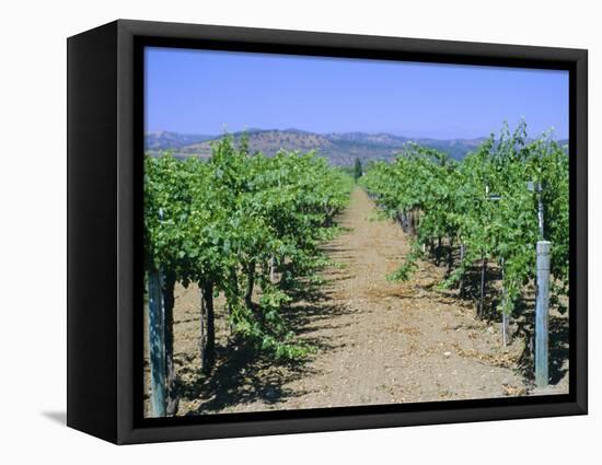 Vineyard, Napa Valley, California, USA-Fraser Hall-Framed Premier Image Canvas