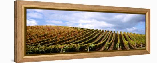 Vineyard, Napa Valley, California, USA-null-Framed Stretched Canvas