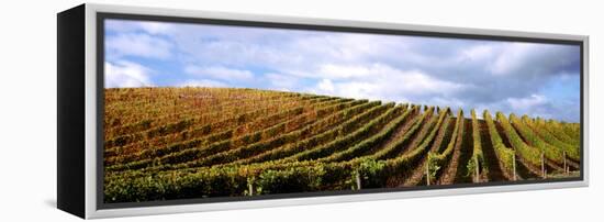 Vineyard, Napa Valley, California, USA-null-Framed Stretched Canvas