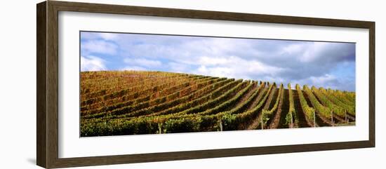 Vineyard, Napa Valley, California, USA-null-Framed Photographic Print