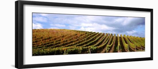 Vineyard, Napa Valley, California, USA-null-Framed Photographic Print