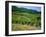 Vineyard Near Ahrweiler, Ahr River Valley, Rhineland Palatinate, Germany-Gavin Hellier-Framed Photographic Print