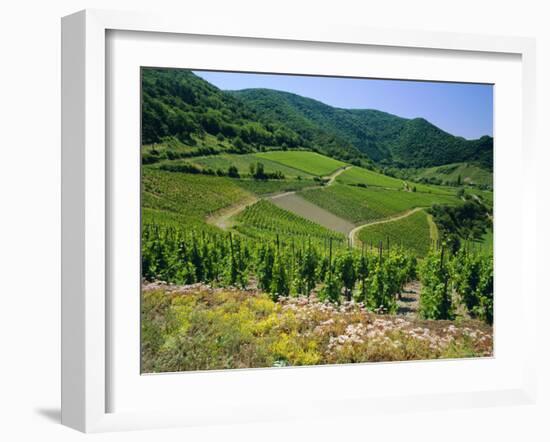 Vineyard Near Ahrweiler, Ahr River Valley, Rhineland Palatinate, Germany-Gavin Hellier-Framed Photographic Print