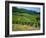 Vineyard Near Ahrweiler, Ahr River Valley, Rhineland Palatinate, Germany-Gavin Hellier-Framed Photographic Print