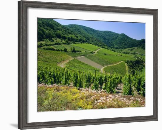 Vineyard Near Ahrweiler, Ahr River Valley, Rhineland Palatinate, Germany-Gavin Hellier-Framed Photographic Print