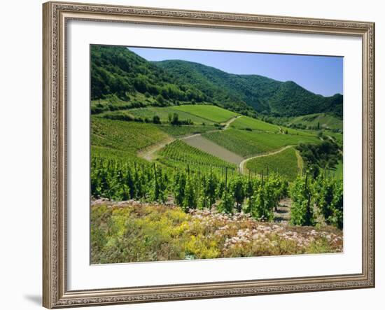 Vineyard Near Ahrweiler, Ahr River Valley, Rhineland Palatinate, Germany-Gavin Hellier-Framed Photographic Print