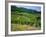 Vineyard Near Ahrweiler, Ahr River Valley, Rhineland Palatinate, Germany-Gavin Hellier-Framed Photographic Print