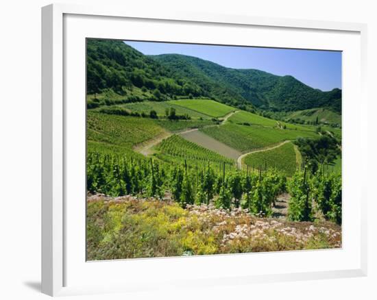 Vineyard Near Ahrweiler, Ahr River Valley, Rhineland Palatinate, Germany-Gavin Hellier-Framed Photographic Print