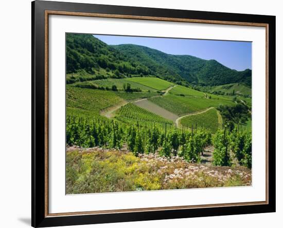 Vineyard Near Ahrweiler, Ahr River Valley, Rhineland Palatinate, Germany-Gavin Hellier-Framed Photographic Print