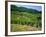 Vineyard Near Ahrweiler, Ahr River Valley, Rhineland Palatinate, Germany-Gavin Hellier-Framed Photographic Print