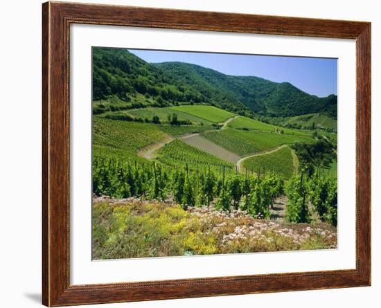 Vineyard Near Ahrweiler, Ahr River Valley, Rhineland Palatinate, Germany-Gavin Hellier-Framed Photographic Print