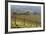 Vineyard Near Barolo, Piedmont, Italy-Peter Adams-Framed Photographic Print