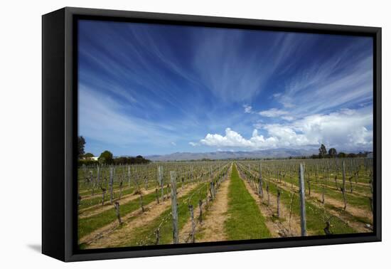 Vineyard Near Blenheim, Marlborough, South Island, New Zealand-David Wall-Framed Premier Image Canvas