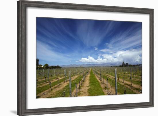 Vineyard Near Blenheim, Marlborough, South Island, New Zealand-David Wall-Framed Photographic Print