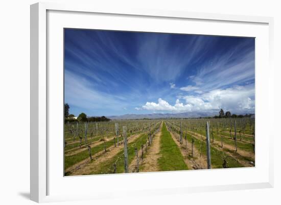 Vineyard Near Blenheim, Marlborough, South Island, New Zealand-David Wall-Framed Photographic Print