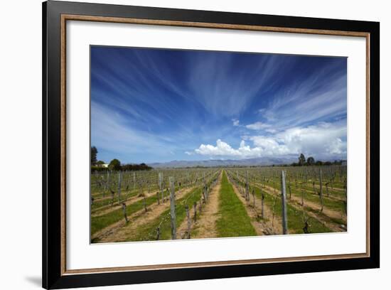 Vineyard Near Blenheim, Marlborough, South Island, New Zealand-David Wall-Framed Photographic Print