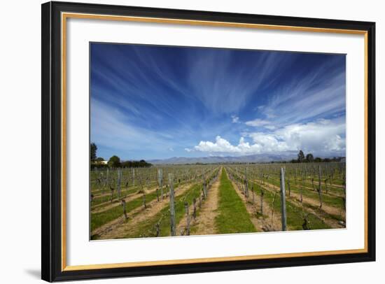 Vineyard Near Blenheim, Marlborough, South Island, New Zealand-David Wall-Framed Photographic Print