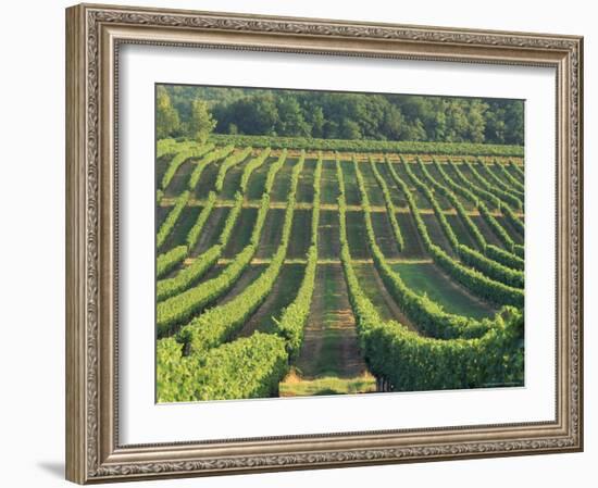 Vineyard Near Monbazillac, Dordogne, Aquitaine, France-Michael Busselle-Framed Photographic Print