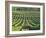 Vineyard Near Monbazillac, Dordogne, Aquitaine, France-Michael Busselle-Framed Photographic Print