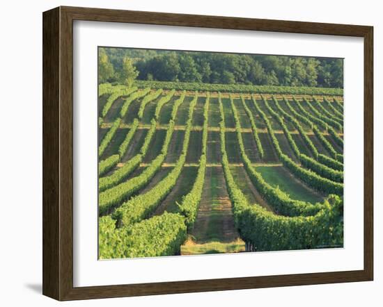 Vineyard Near Monbazillac, Dordogne, Aquitaine, France-Michael Busselle-Framed Photographic Print