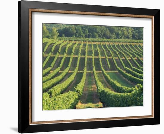 Vineyard Near Monbazillac, Dordogne, Aquitaine, France-Michael Busselle-Framed Photographic Print