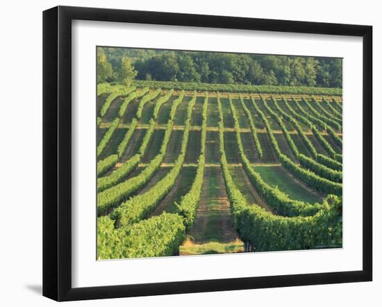 Vineyard Near Monbazillac, Dordogne, Aquitaine, France-Michael Busselle-Framed Photographic Print