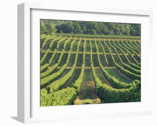 Vineyard Near Monbazillac, Dordogne, Aquitaine, France-Michael Busselle-Framed Photographic Print