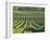 Vineyard Near Monbazillac, Dordogne, Aquitaine, France-Michael Busselle-Framed Photographic Print