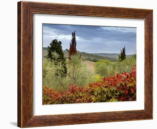 Vineyard Near Montalcino, Tuscany, Italy-Adam Jones-Framed Photographic Print