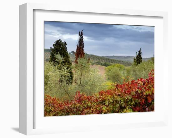 Vineyard Near Montalcino, Tuscany, Italy-Adam Jones-Framed Photographic Print