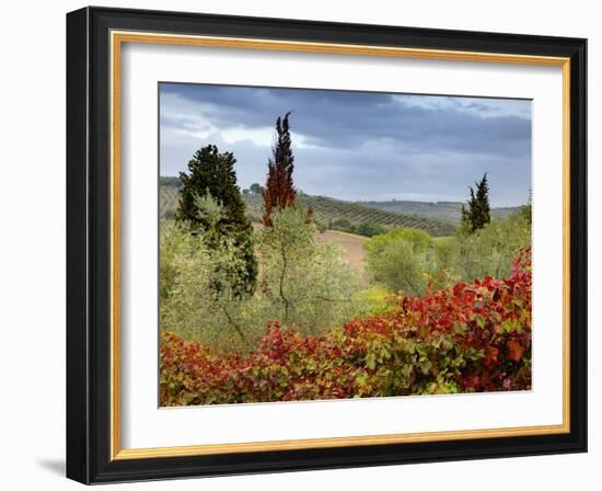 Vineyard Near Montalcino, Tuscany, Italy-Adam Jones-Framed Photographic Print