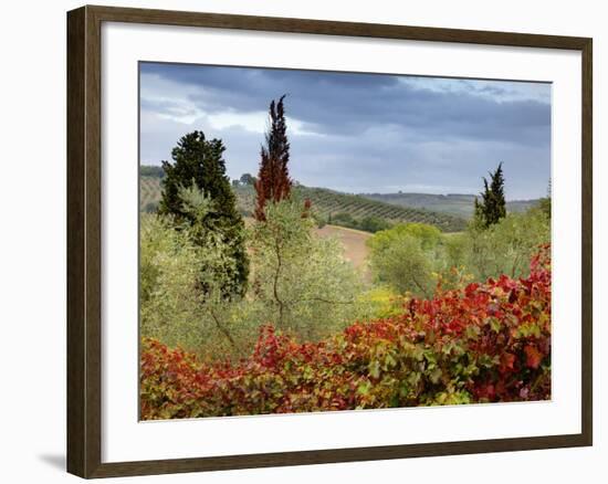 Vineyard Near Montalcino, Tuscany, Italy-Adam Jones-Framed Photographic Print