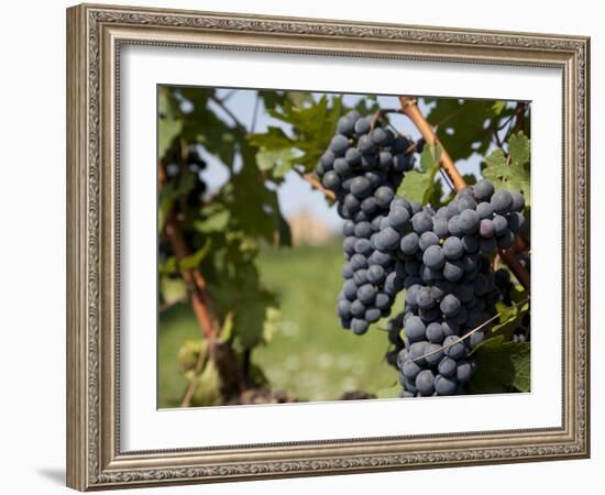 Vineyard Near Parma, Emilia Romagna, Italy, Europe-Frank Fell-Framed Photographic Print