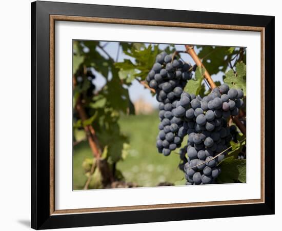 Vineyard Near Parma, Emilia Romagna, Italy, Europe-Frank Fell-Framed Photographic Print