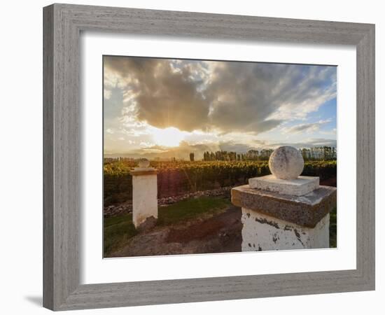 Vineyard of Bodega Viamonte, sunset, Lujan de Cuyo, Mendoza Province, Argentina, South America-Karol Kozlowski-Framed Photographic Print