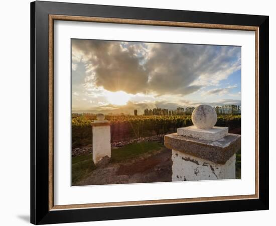 Vineyard of Bodega Viamonte, sunset, Lujan de Cuyo, Mendoza Province, Argentina, South America-Karol Kozlowski-Framed Photographic Print