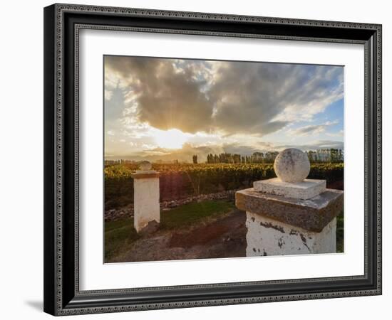 Vineyard of Bodega Viamonte, sunset, Lujan de Cuyo, Mendoza Province, Argentina, South America-Karol Kozlowski-Framed Photographic Print