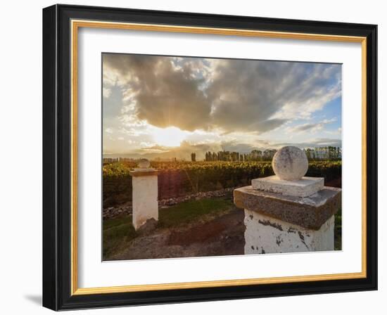 Vineyard of Bodega Viamonte, sunset, Lujan de Cuyo, Mendoza Province, Argentina, South America-Karol Kozlowski-Framed Photographic Print