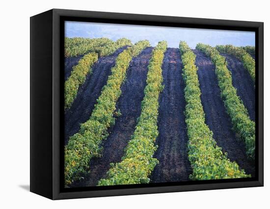 Vineyard of Domaine du Mas Cremat-Owen Franken-Framed Premier Image Canvas