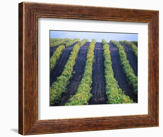 Vineyard of Domaine du Mas Cremat-Owen Franken-Framed Photographic Print