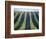 Vineyard of Domaine du Mas Cremat-Owen Franken-Framed Photographic Print