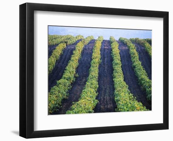 Vineyard of Domaine du Mas Cremat-Owen Franken-Framed Photographic Print