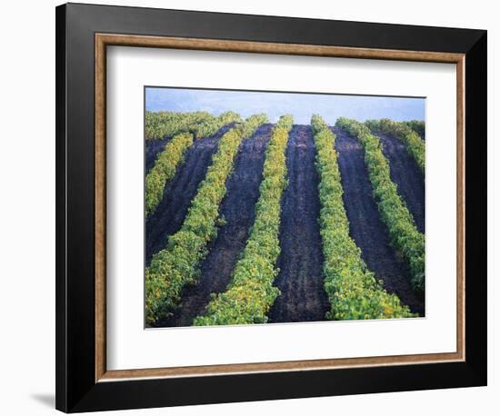 Vineyard of Domaine du Mas Cremat-Owen Franken-Framed Photographic Print