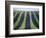 Vineyard of Domaine du Mas Cremat-Owen Franken-Framed Photographic Print